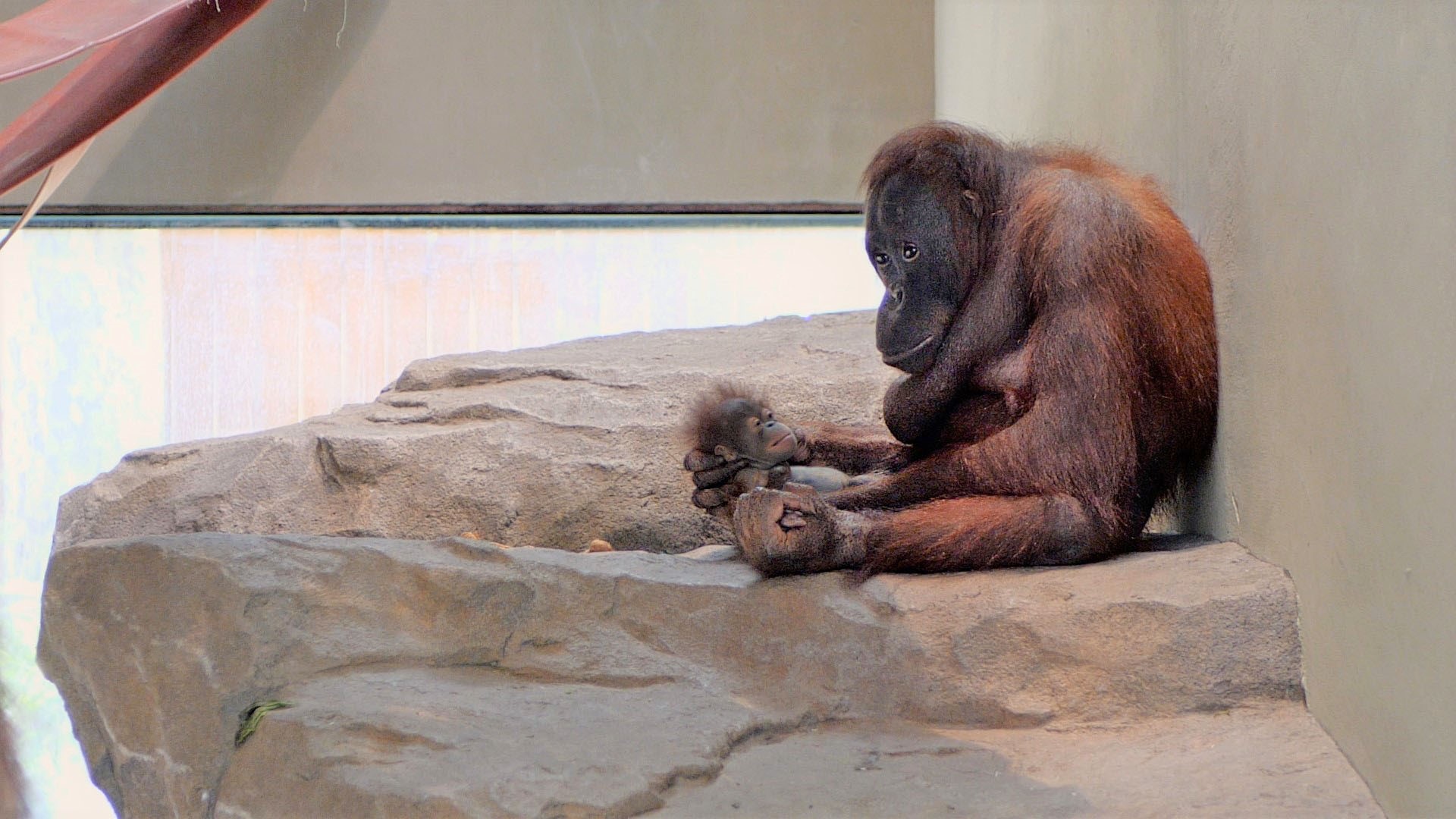 New baby orangutan with its mother at Barcelona Zoo