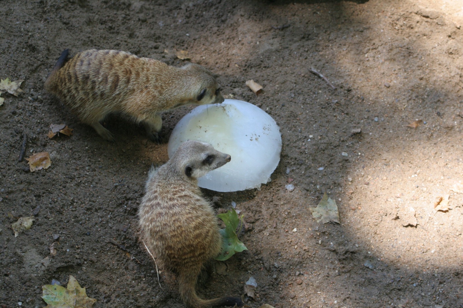 Dos suricatas comiendo helado