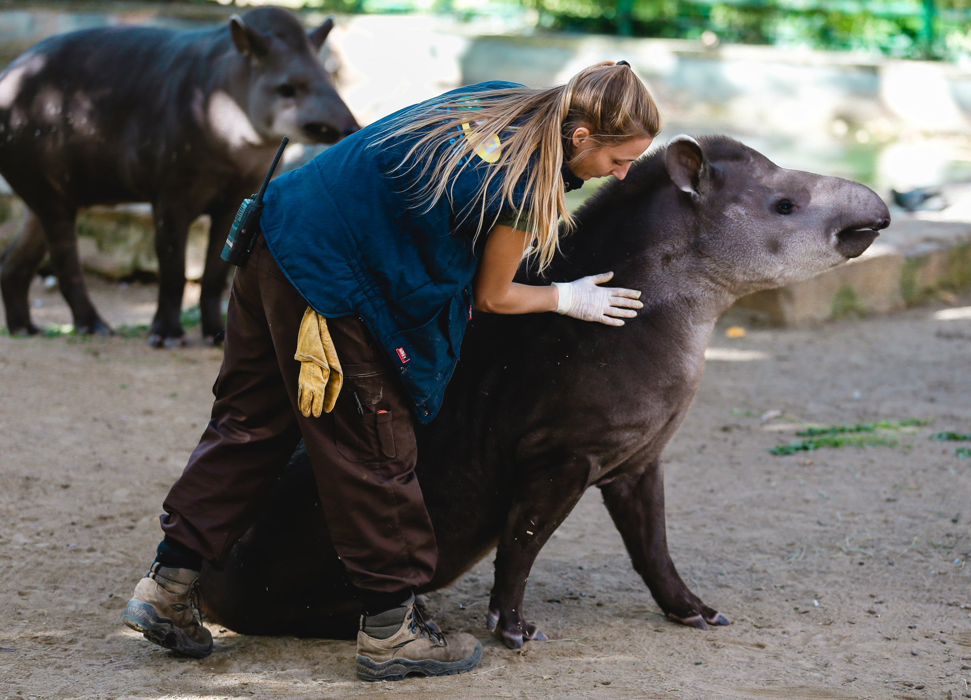 Cuidadora del Zoo de Barcelona cuidando a los animales