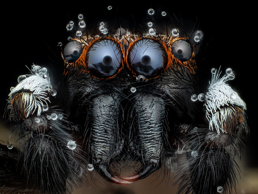 Araña