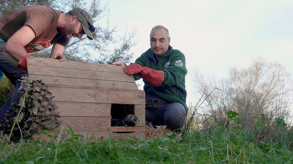 Liberación del Cerro europeo en el espacio Raimat Natura de Lleida