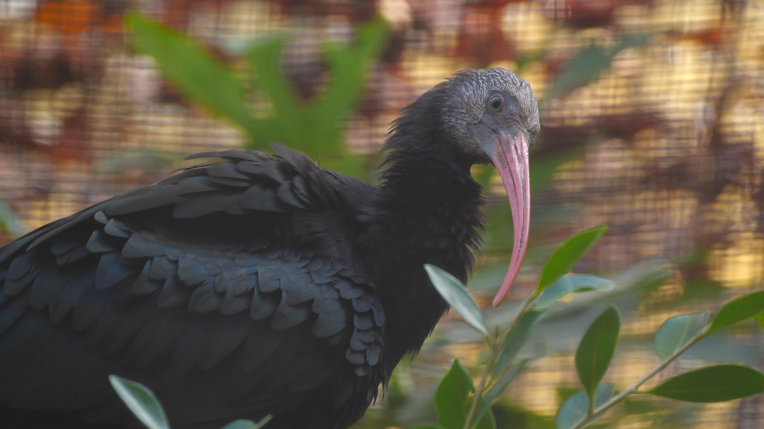 ibis eremita