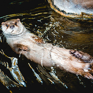 Una imatge d'una llúdriga del Zoo de Barcelona