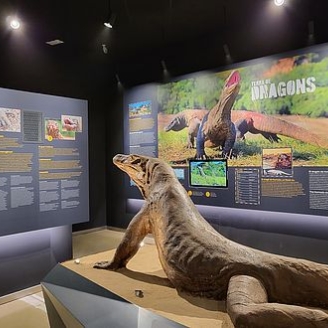 Imatge de la sala principal del nou centre de descoberta Terra de Dragons del Zoo de Barcelona