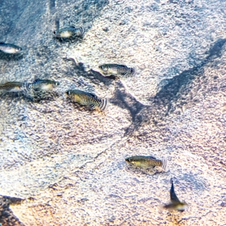 Image of fartets swimming in the Llobregat Delta