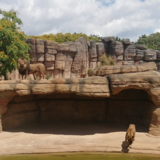 Un lleó a la sabana de Sahel al Zoo de Barcelona
