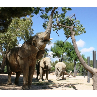 Elefants del Zoo de Barcelona menjant