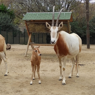 Orix blanc del Zoo de Barcelona