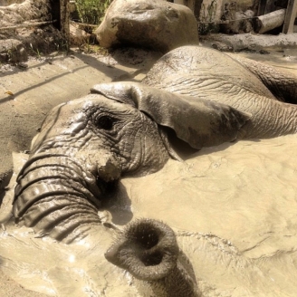 L'elefanta Yoyo del Zoo de Barcelona banyant-se