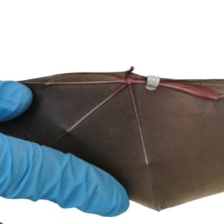 Mà d'un veterinari subjectant l'ala d'un ratpenat