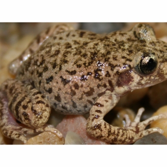 Ferreret del Zoo de Barcelona