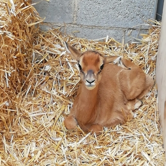 Gasela del Zoo de Barcelona