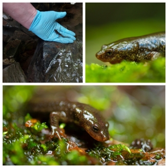 Collage d'imatges del tritó del Montseny del Zoo de Barcelona