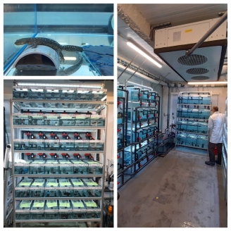 Insta.lació interior dels tritons del Montseny