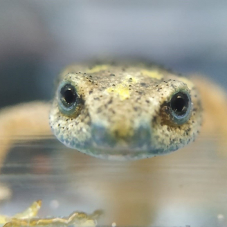 Tritó del Montseny, espècie reintroduïda pel Zoo de Barcelona