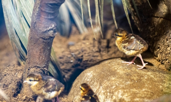 Dos pollets de Faisà D'Edwards del Zoo de Barcelona