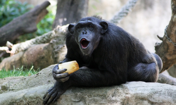 Un ximpanzé menjant gelat