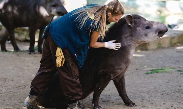 Cuidadora del Zoo de Barcelona tenint cura dels animals