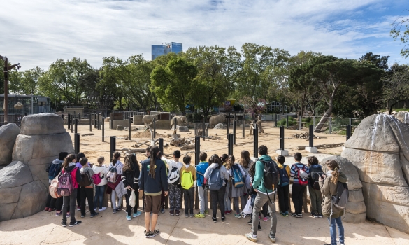 Group of children observing the animals of the Barcelona Zoo