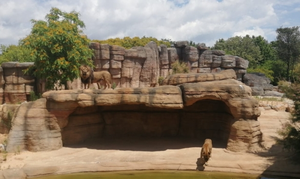Un lleó a la sabana de Sahel al Zoo de Barcelona