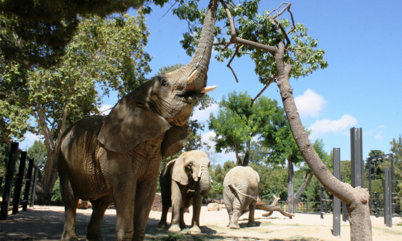 Elefants del Zoo de Barcelona menjant