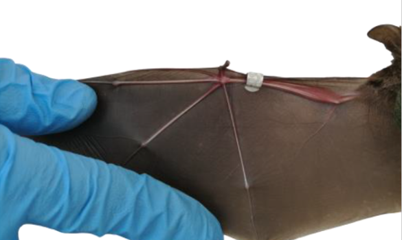 Mà d'un veterinari subjectant l'ala d'un ratpenat