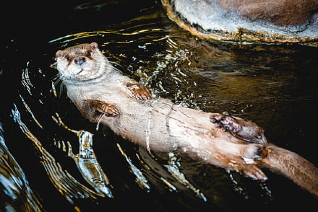 Una imatge d'una llúdriga del Zoo de Barcelona