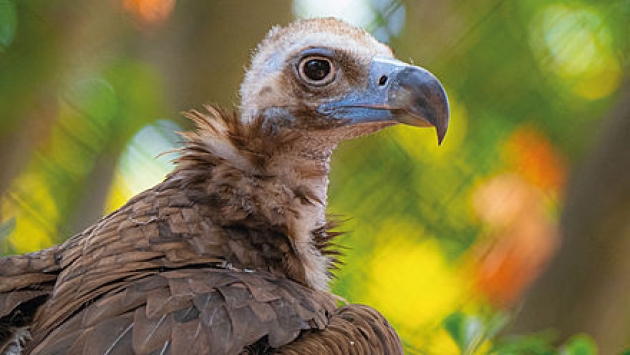 Una imatge d'un voltor del Zoo de Barcelona