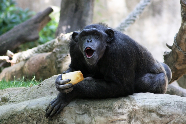 A chimpanzee eating ice cream