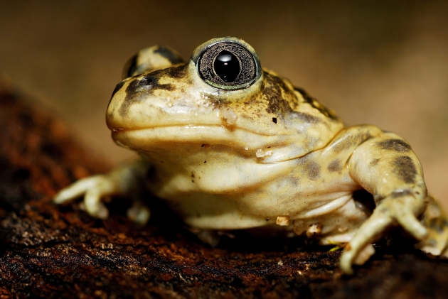 Zoo de Barcelona opens a grant call for research and conservation ...