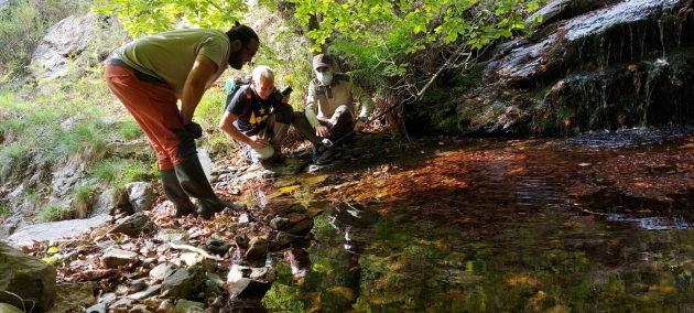 Alliberament dels tritons del Zoo de Barcelona