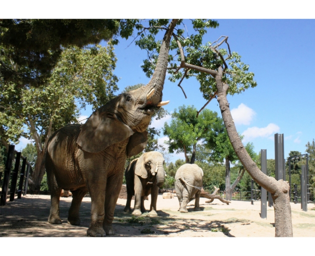 Elefants del Zoo de Barcelona menjant