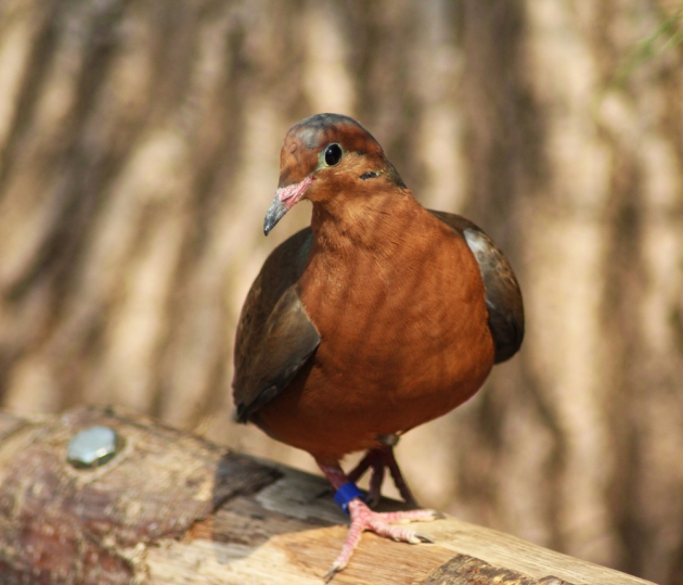 Foto d'un ocell del Zoo de Barcelona