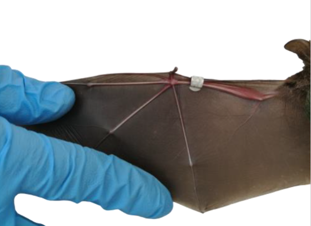 Mà d'un veterinari subjectant l'ala d'un ratpenat