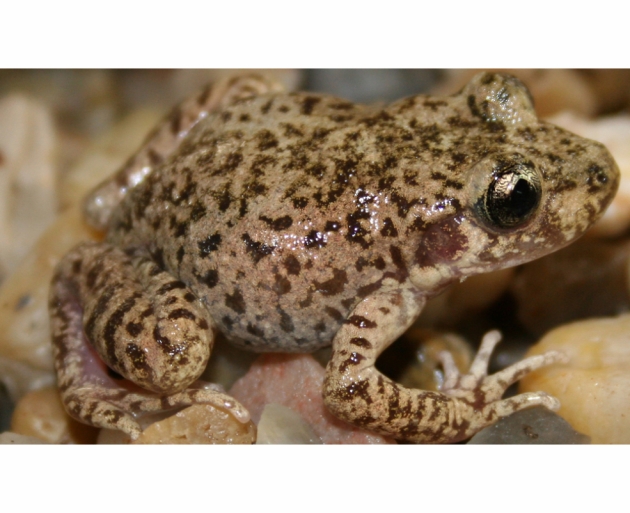 Ferreret del Zoo de Barcelona