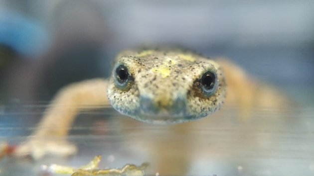 Tritó del Montseny, espècie reintroduïda pel Zoo de Barcelona